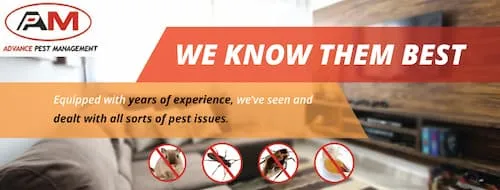 Advance Pest Management - Pest Control Singapore (Credit: Advance Pest Management)