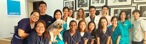 Amber Vet - Vet Clinic Singapore   