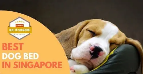 Best Dog Beds Singapore