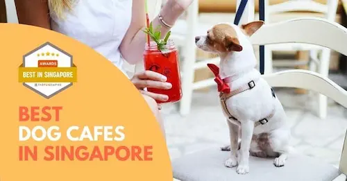 Best Dog Cafe Singapore