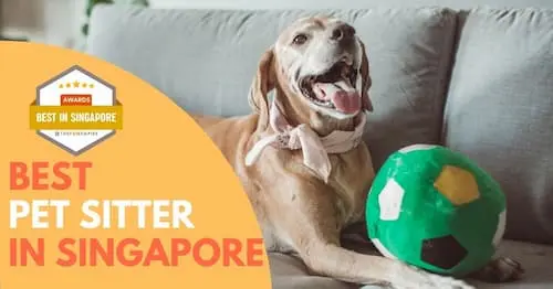 Best Pet Sitter Singapore