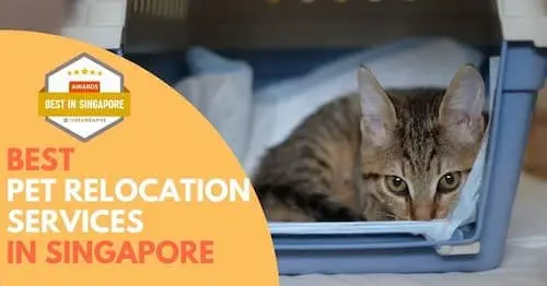 Best Singapore Pet Relocation