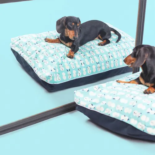 DreamCastle Cooling Dog Bed - Dog Beds Singapore