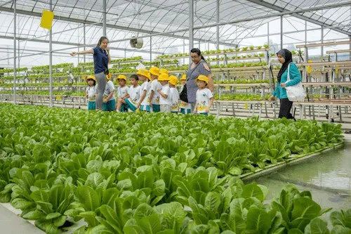 Kok Fah Farm - Vegetable Suppliers Singapore (Credit: Kok Fah Farm)