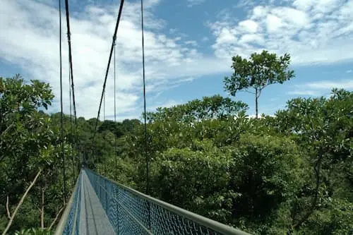 MacRitchie Treetop Walk - Free Things to Do in Singapore 