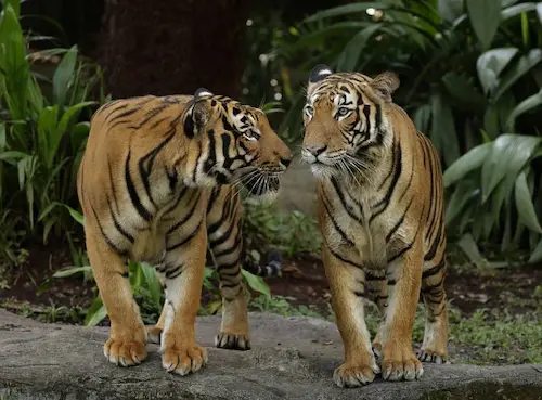 Mandai Wildlife Group - Things To Do In Singapore