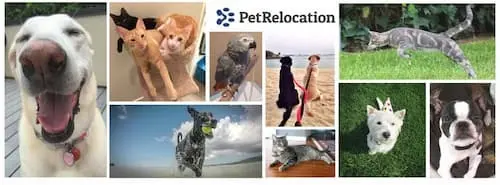 PetRelocation- Singapore Pet Relocation