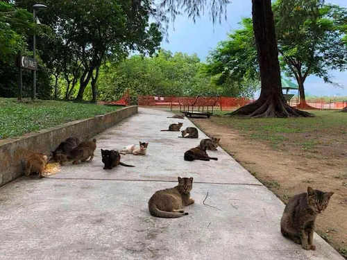 Picnic Around The Island With Cats - St John's Island 