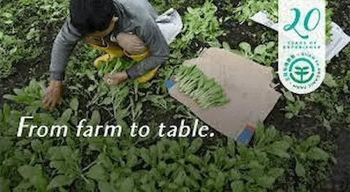 Quan Fa Organic Farm - Vegetable Suppliers Singapore (Credit: Quan Fa Organic Farm)