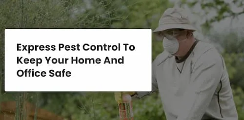 WTG Pest Control - Pest Control Singapore (Credit: WTG Pest Control)