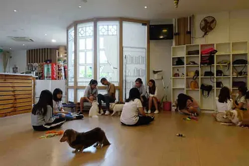 We Are The Furballs (WTF) - Dog Cafe Singapore