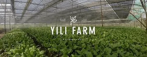 Yili Farm - Vegetable Suppliers Singapore (Credit: Yili Farm)