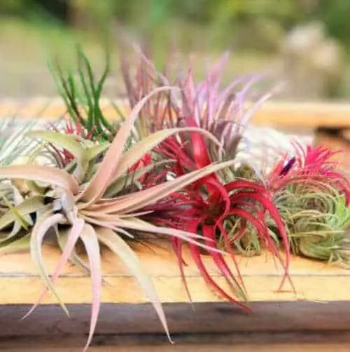  Air Plant - Indoor Plants KL Selangor