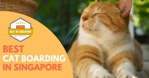 Best Cat Boarding In Singapore