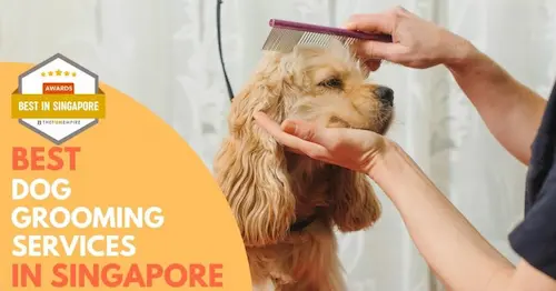 Best Dog Grooming Singapore 