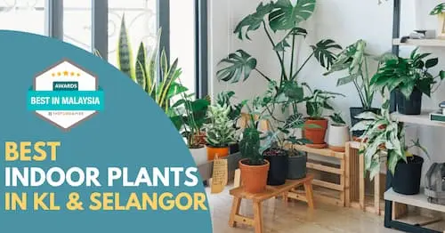 Best Indoor Plants KL Selangor  