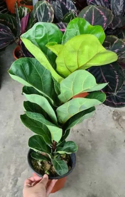 Fiddle Leaf Fig - Indoor Plants KL Selangor 