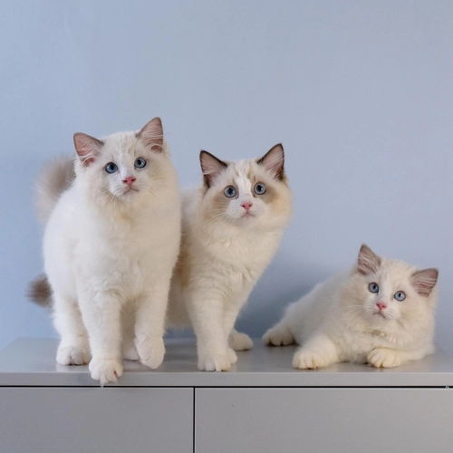 Playground Ragdolls - Cat Cafe Singapore