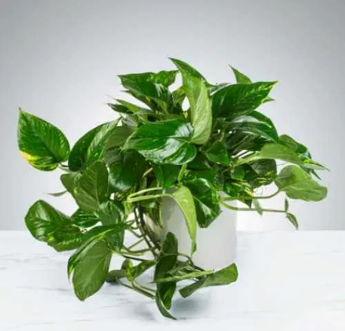  Pothos - Indoor Plants KL Selangor