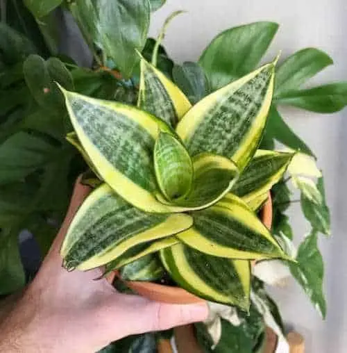 Snake Plant (Sansevieria) - Indoor Plants KL Selangor