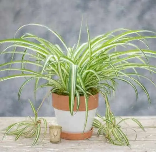 Spider Plant - Indoor Plants KL Selangor