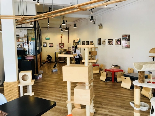 The Cat Cafe - Cat Cafe Singapore