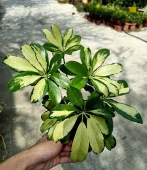 Umbrella Plant - Indoor Plants KL Selangor