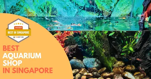 Best Aquarium Shop Singapore