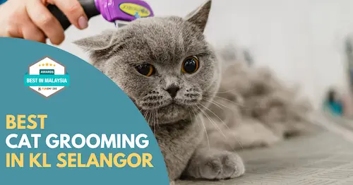 Best Cat Grooming KL Selangor 