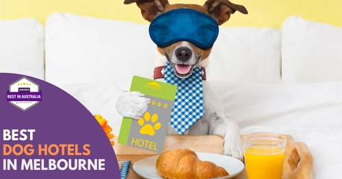 Best Dog Hotel Melbourne