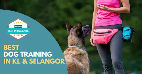 Best Dog Training KL Selangor