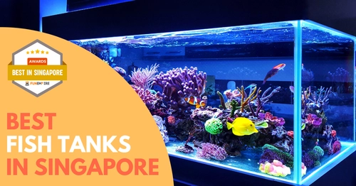 Best Fish Tank Singapore 