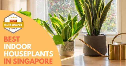 Best Indoor Plants In Singapore