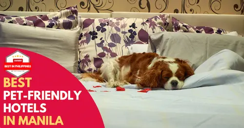 Best Pet Friendly Hotels Manila