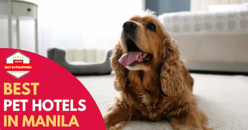 Best Pet Hotel Manila