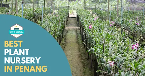 Best Plant Nursery Penang