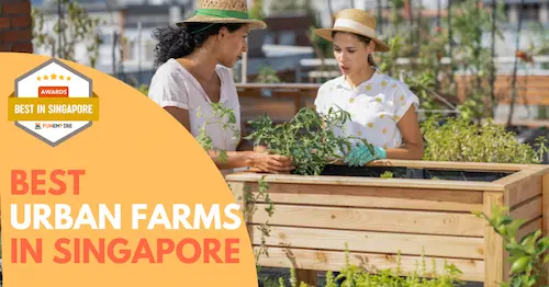 Best Urban Farm Singapore