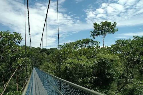 Tree Top Walk - Activities in Singapore