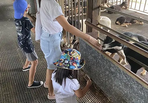 Visit a Goat Farm - Activities in Singapore