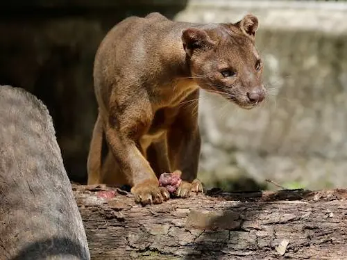 Zoo @ Mandai Wildlife Reserve  - Activities in Singapore