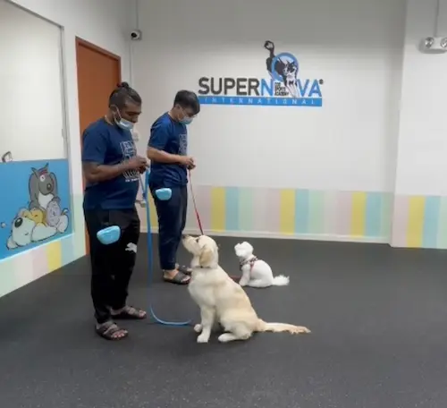 SuperNova International Dog Sports Academy - Dog Training Singapore (Credit: SuperNova International Dog Sports Academy) 